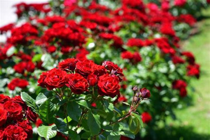 What is the most beautiful rose bush?