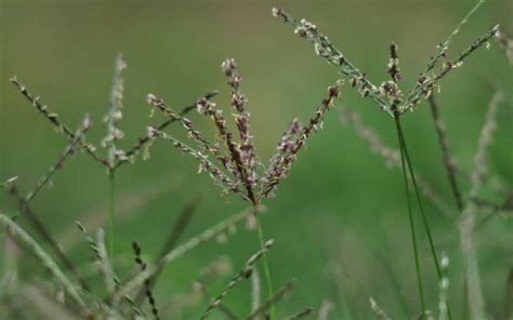 What is the most common grass in South Florida?