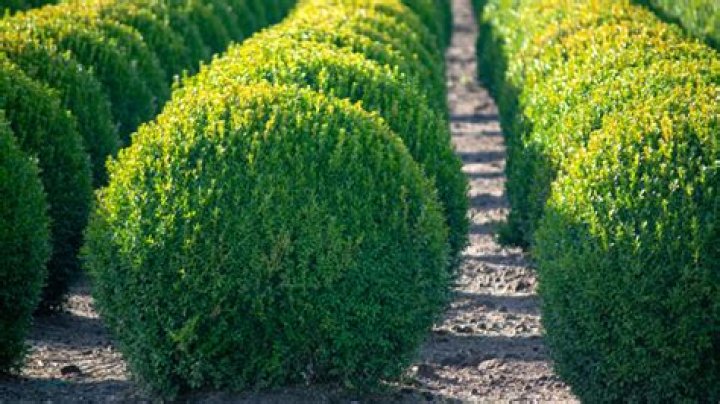 What is the most hardy boxwood?