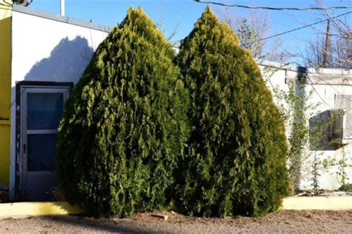 What is the most hardy evergreen tree?