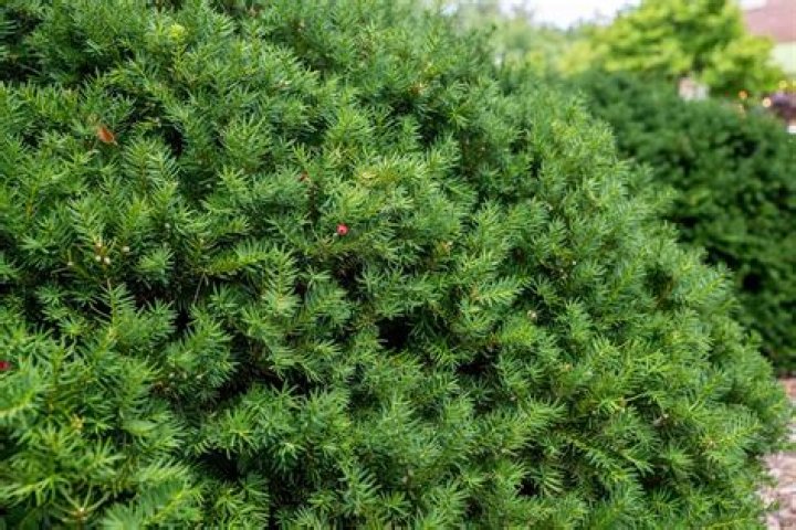 What is the most popular evergreen shrubs?