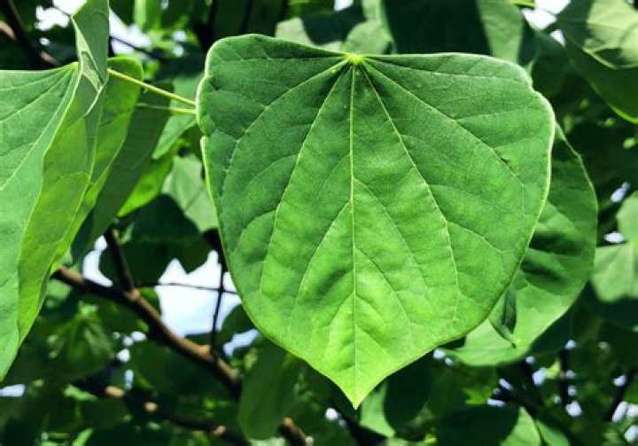 What is the name of the tree that has heart-shaped leaves?