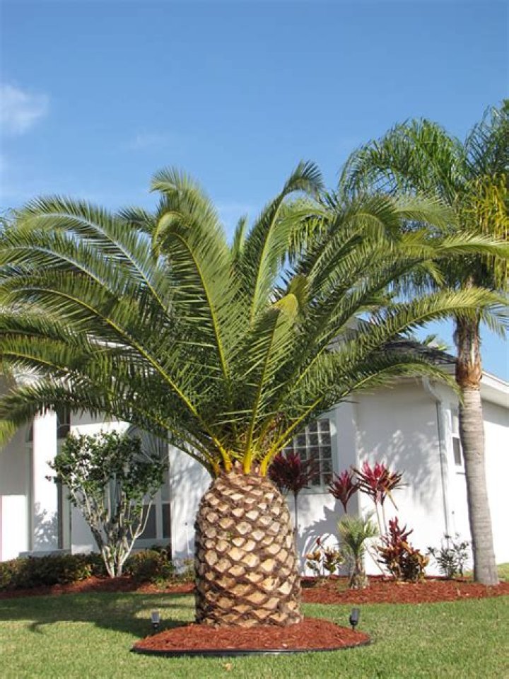 What is the palm that looks like a pineapple?