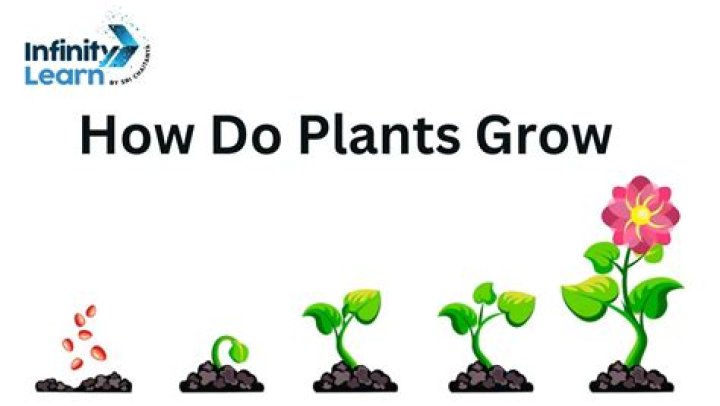 What is the process by which a plant grows?