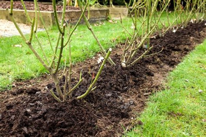 What is the proper way to prune a rose bush?