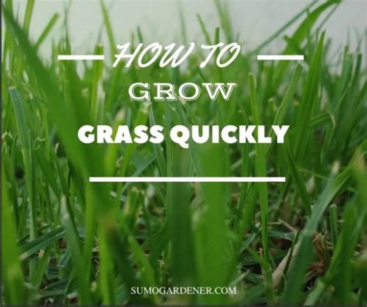 What is the quickest grass to grow?