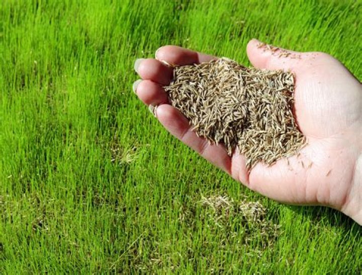 What is the right amount of grass seed to put down?