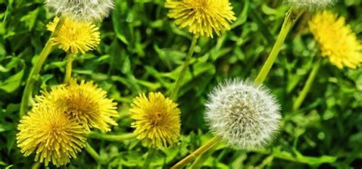 What is the safest way to get rid of dandelions?