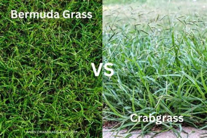 What is the shortest Bermuda grass?