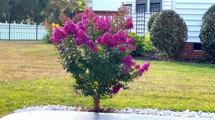 What is the smallest crape myrtle tree?