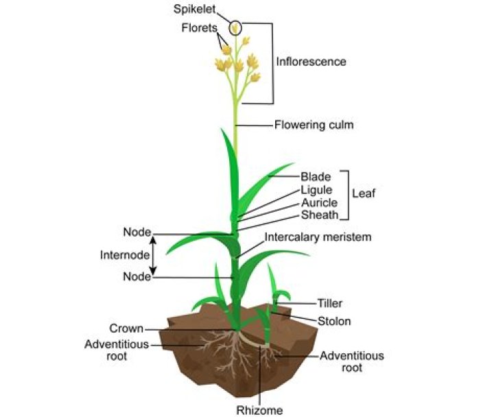 What is the structure of grass?
