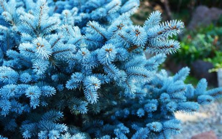 What is the tallest blue spruce?