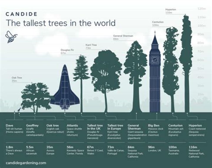 What is the tallest tree species in the world?