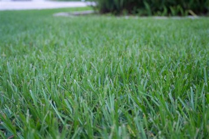 What is the toughest grass for lawns?