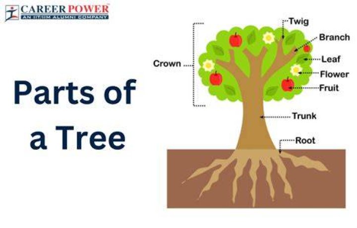 What is the value of a mature tree?
