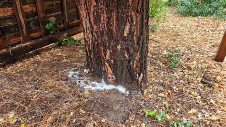 What is the white foam coming out of my oak tree?