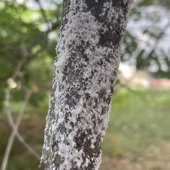 What is the white stuff coming out of my tree?