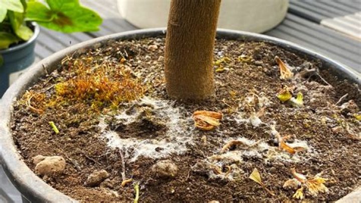 What is the white stuff growing on my pine tree?