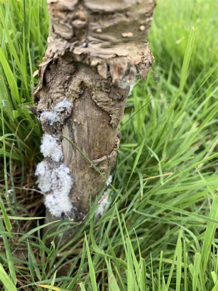 What is the white stuff growing on my tree?