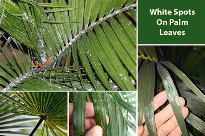 What is the white stuff on my indoor palm tree?
