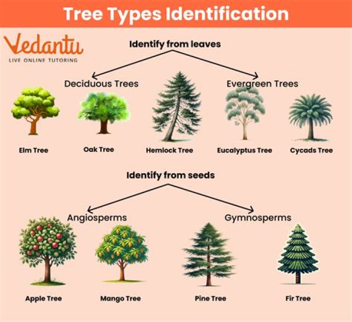 What is tree or type?