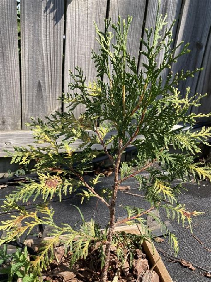 What is wrong with my arborvitae?