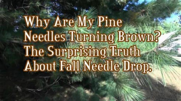 What is wrong with my Austrian pine?
