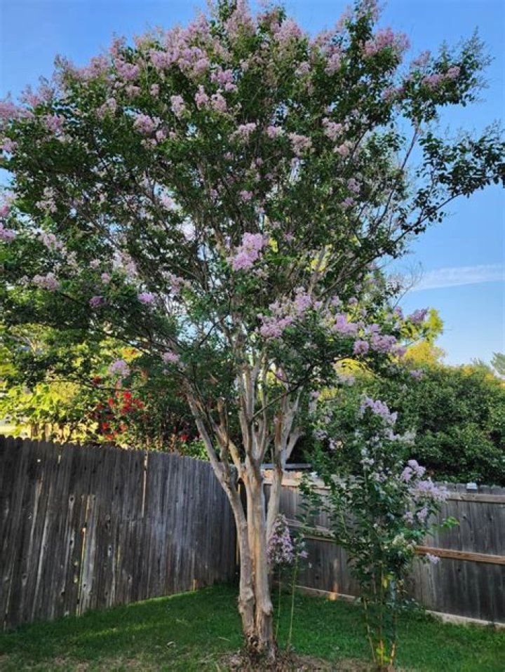 What is wrong with my crape myrtle?