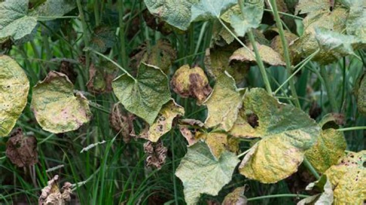 What is wrong with my hollyhock leaves?