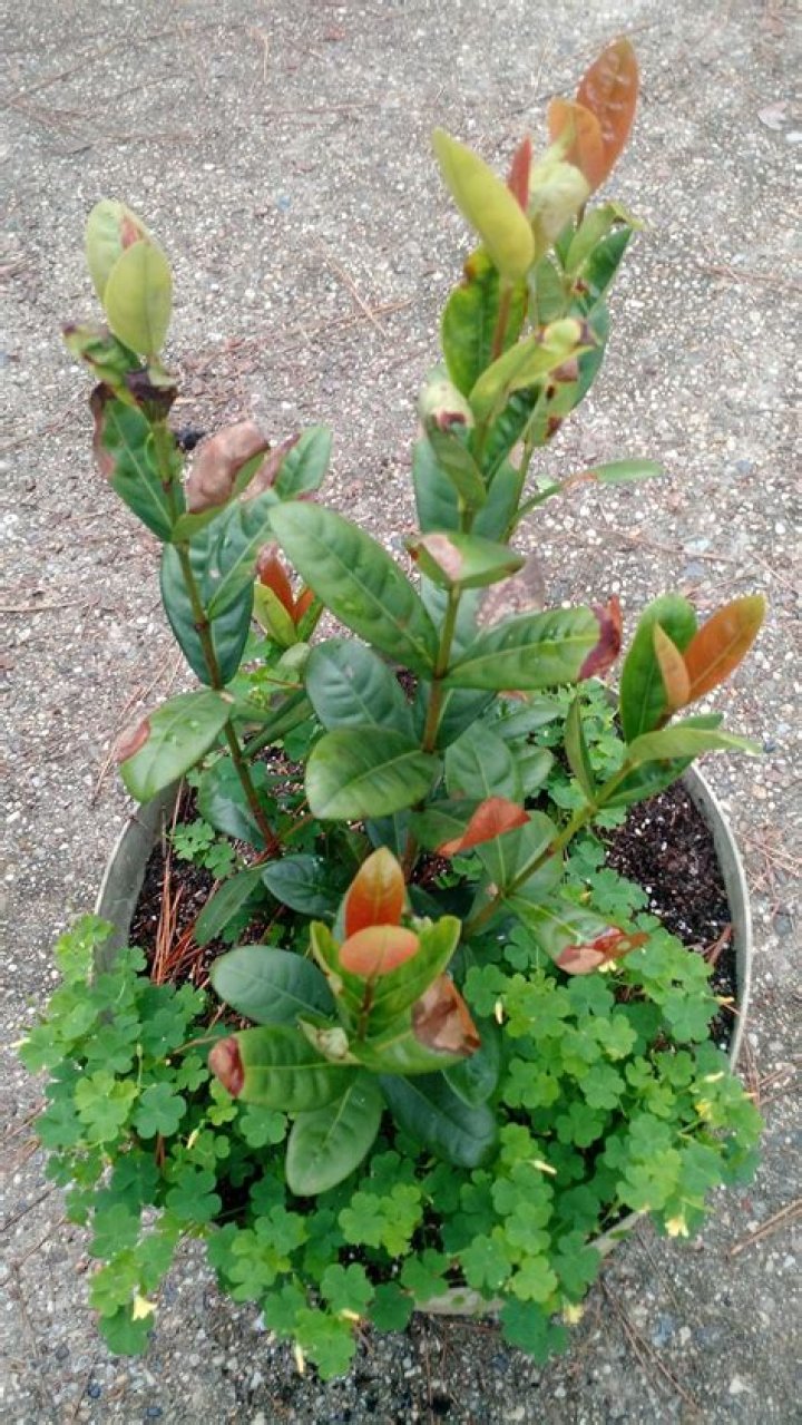 What is wrong with my ixora?