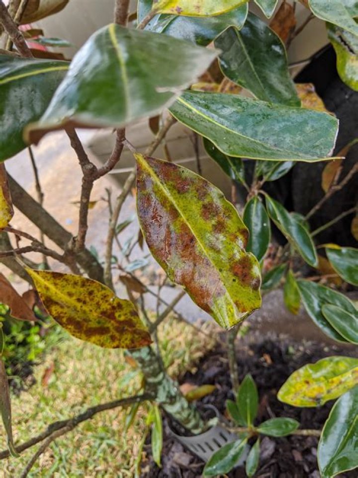 What Is Wrong With My Little Gem magnolia?
