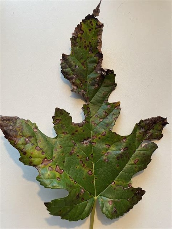 What is wrong with my mulberry tree?