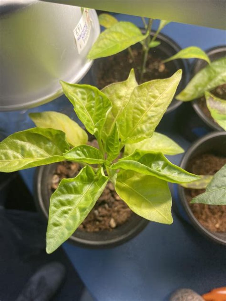 What is wrong with my pepper seedlings?