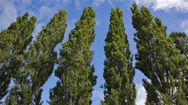 What killed my poplar tree?