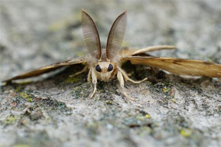 What kills gypsy moth worms?