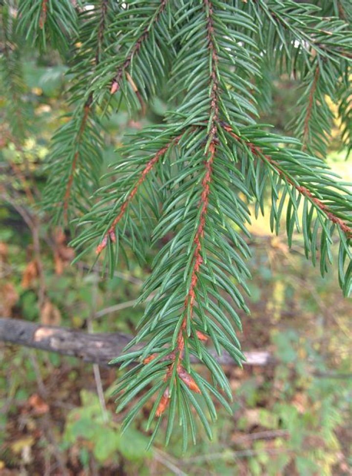 What kills Norway spruce?
