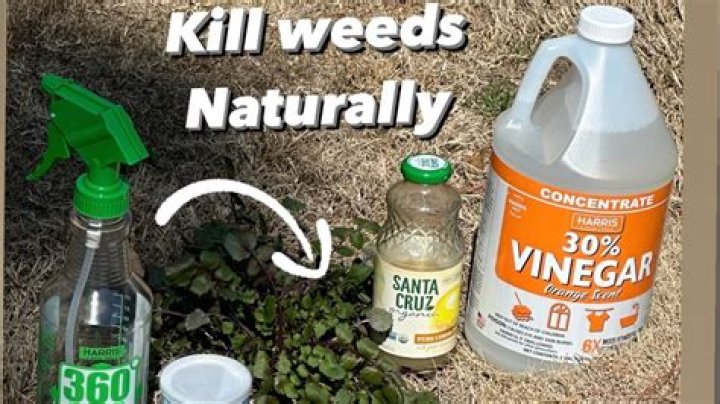 What kills weeds better ammonia or vinegar?