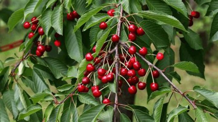 What kills wild cherry trees?