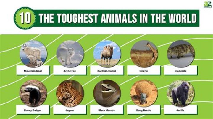 What kind of animal is the rusa deer?