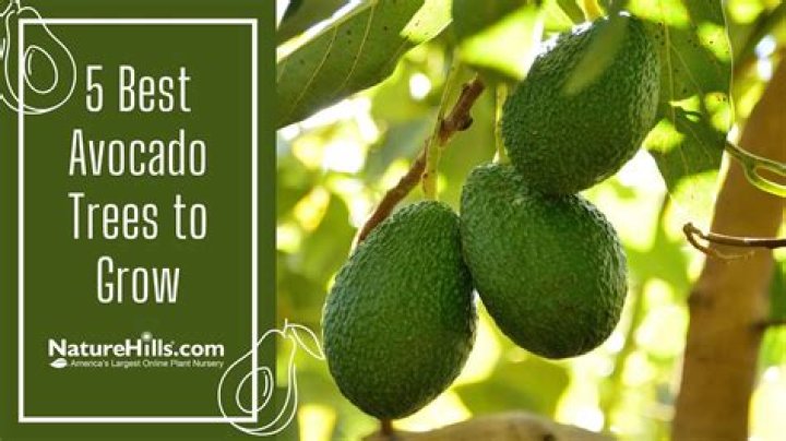What kind of avocado tree do I have?