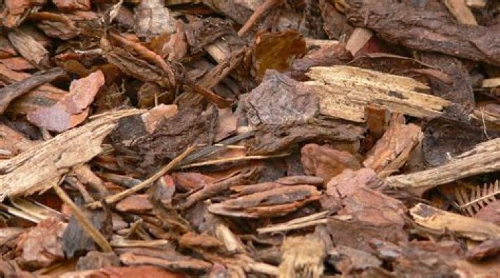 What kind of bark chippings to use on hedge?