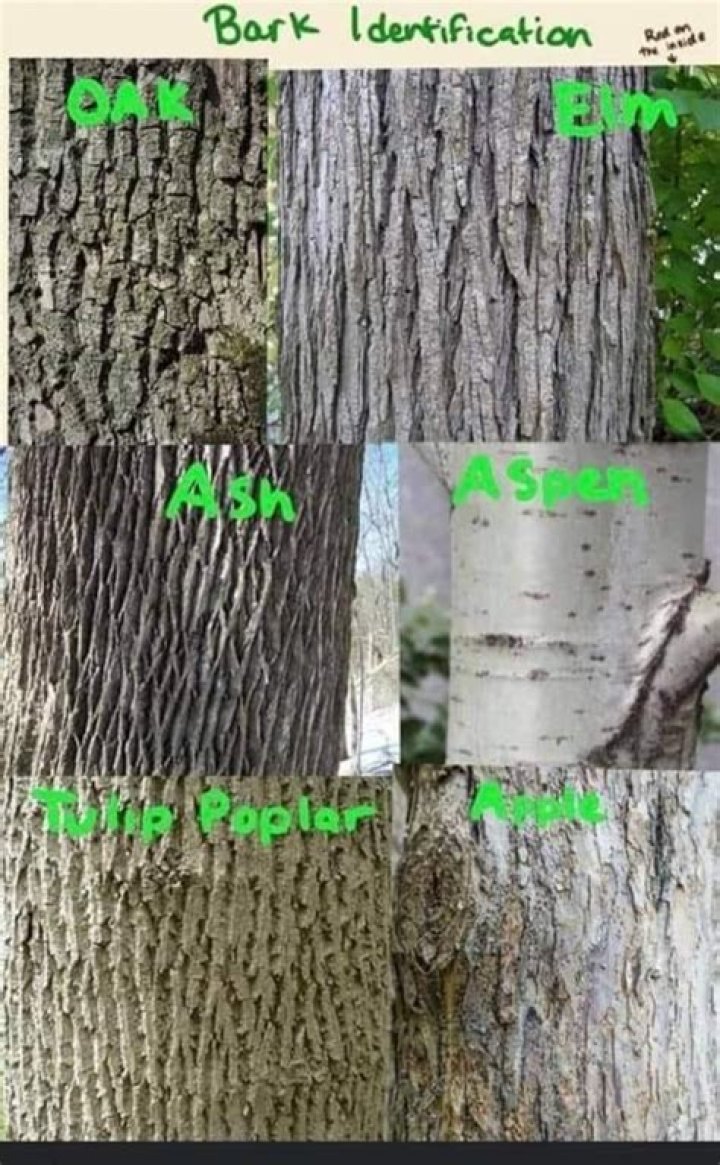 What kind of bark does a black birch have?