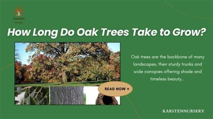 What kind of bark does a southern red oak have?