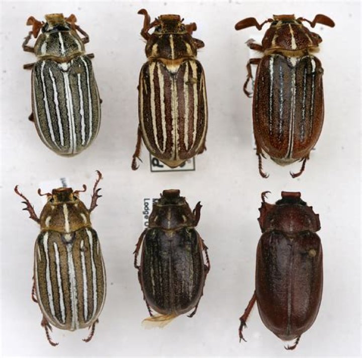 What kind of beetles live in Colorado pine trees?