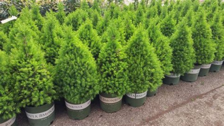 What kind of conifer is best for small garden?