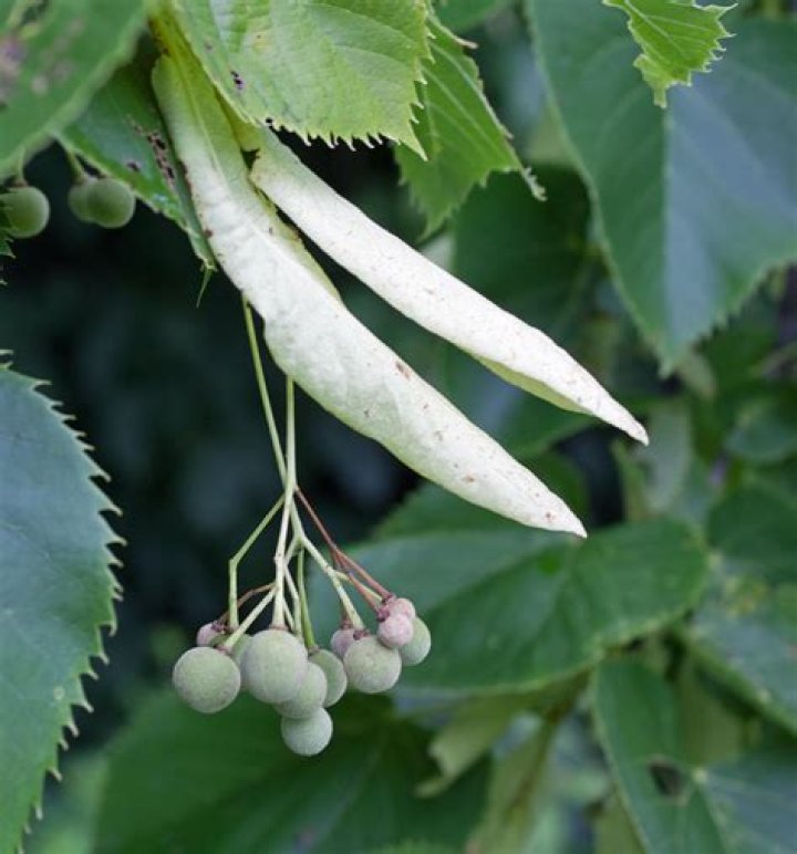 What kind of Crown does a basswood tree have?