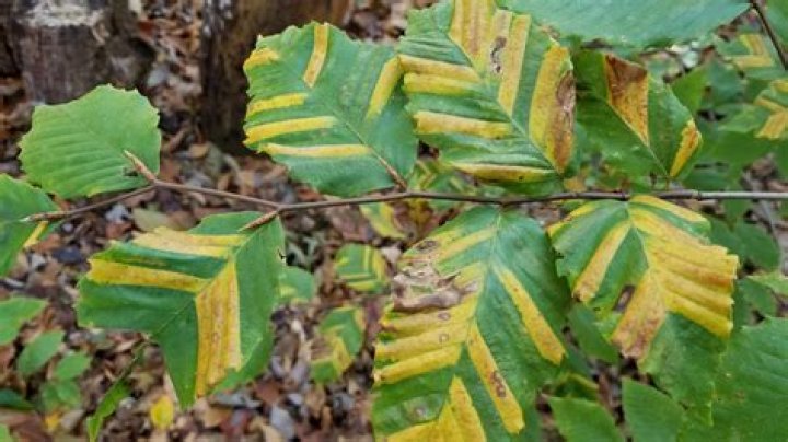 What kind of disease does a beech tree have?