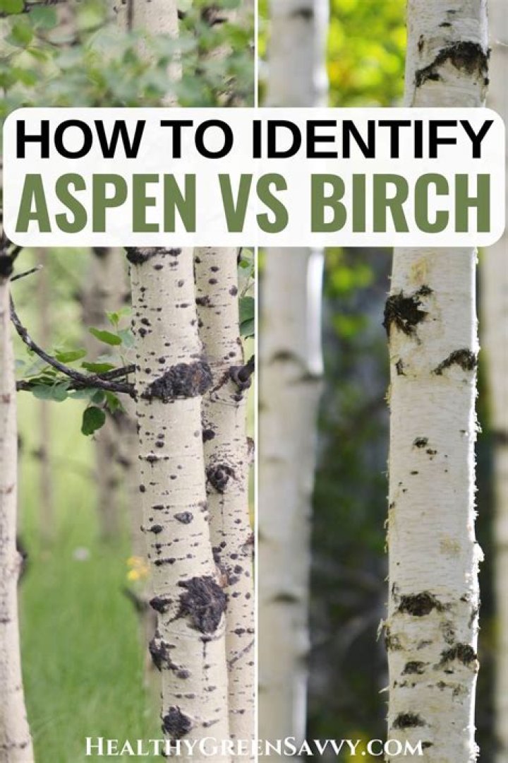 What kind of disease does a birch tree have?