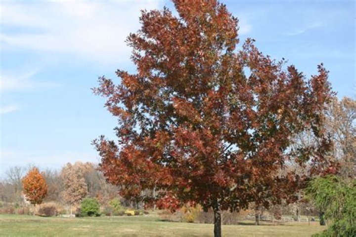 What kind of disease does the Shumard oak have?