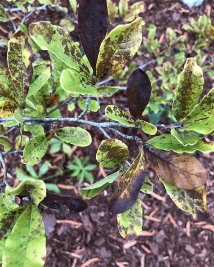 What kind of diseases do trees and shrubs get?